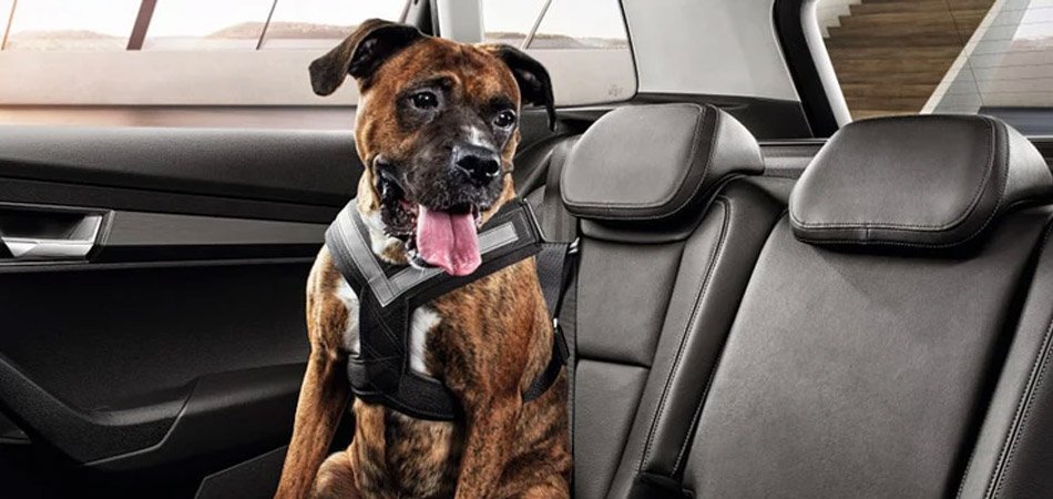 Dog secure in a back-seat harness